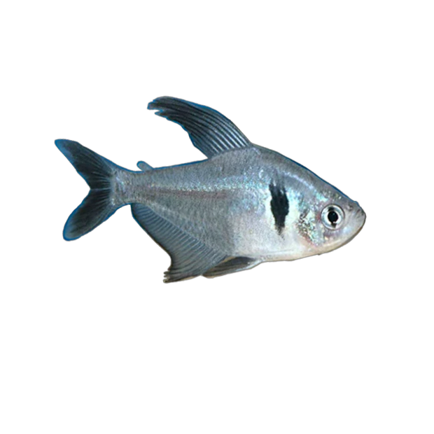 Imagem do peixe Tetra Fantasma Preto